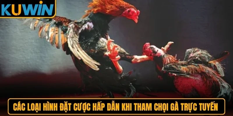 Các loại hình đặt cược hấp dẫn khi tham chọi gà trực tuyến tại KUWIN